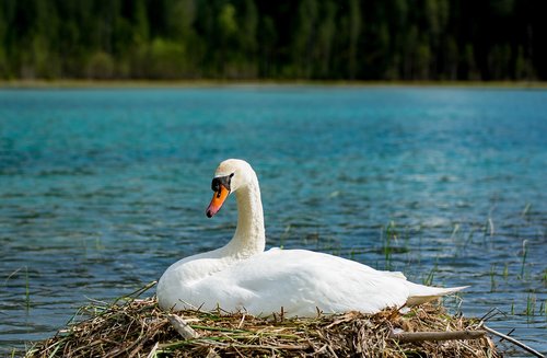 swan  breed  hunter lake