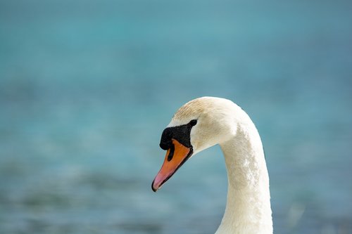 swan  water bird  animal portrait