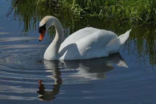 swan  reflection  ditch