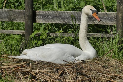 swan  hatch  nest
