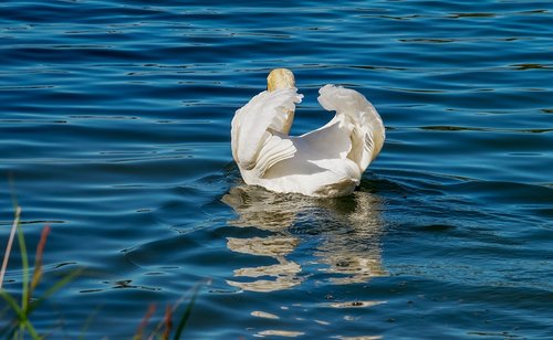 swan  animal  white swan