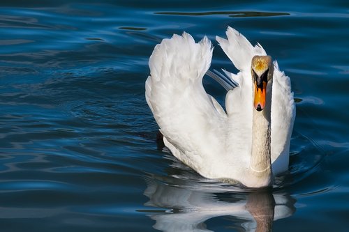 swan  animal  white swan