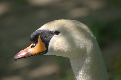 swan  white