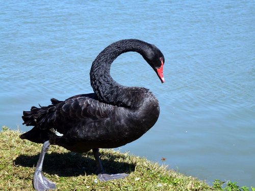 swan  black  bird