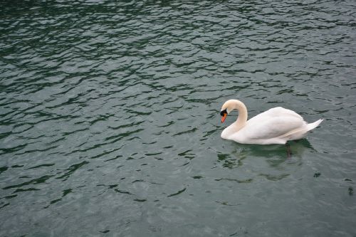 swan lake bird