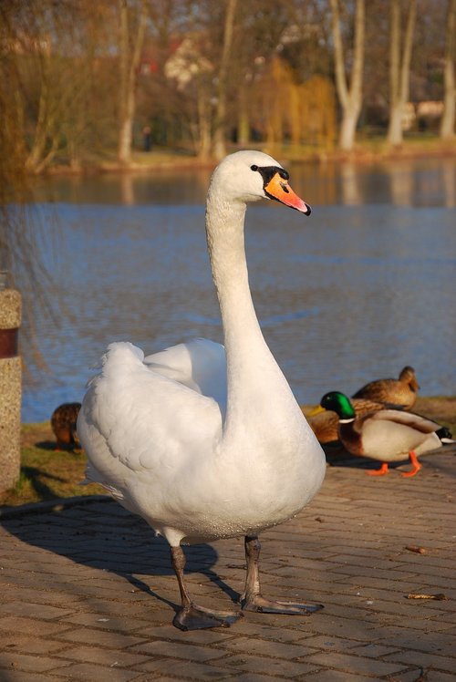 swan  animal  bird