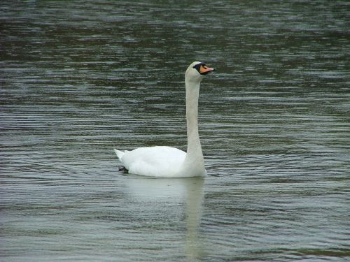 swan norway fjord