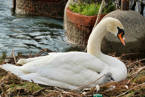 swan  water  nature
