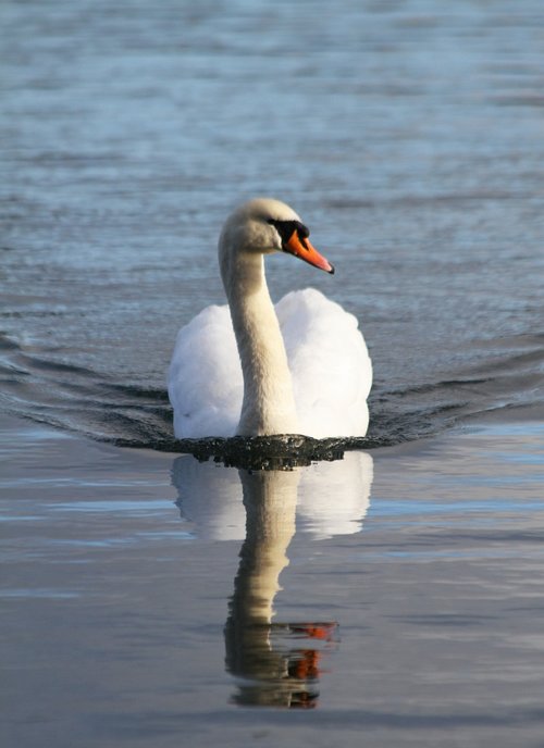 swan  bird  swimming