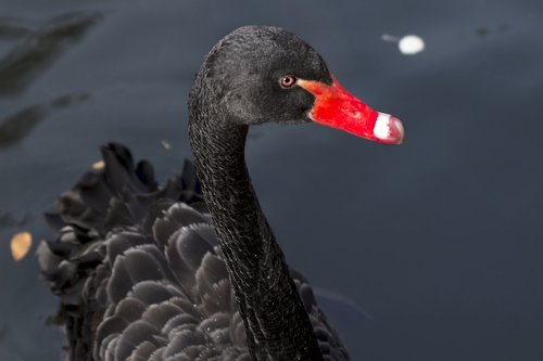 swan  black  pond