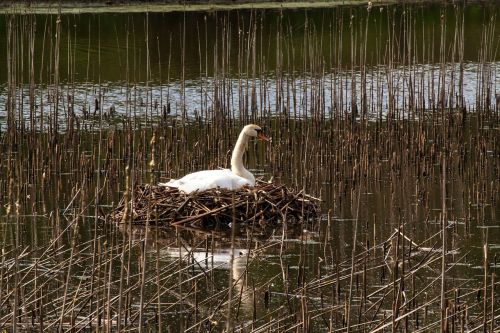 swan swan's nest nest