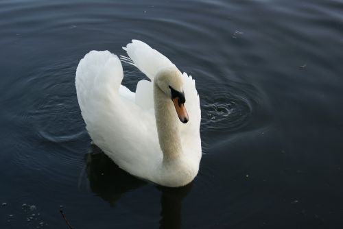 swan white water