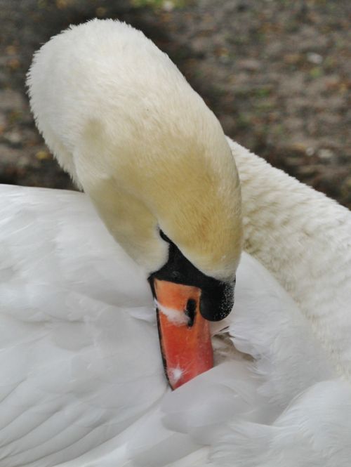 swan swans water bird