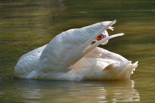 swan  white  toilet