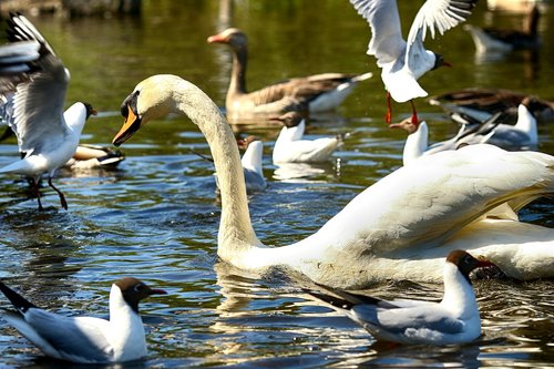 swan  lake  nature