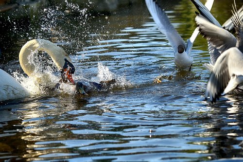 swan  lake  nature