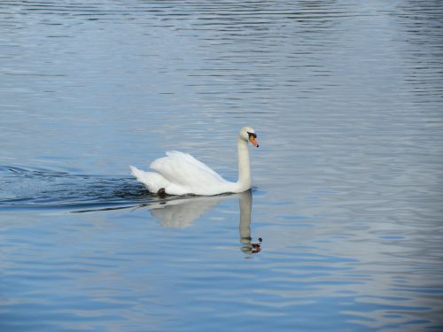 swan animal water bird