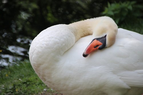 swan  bird  water bird