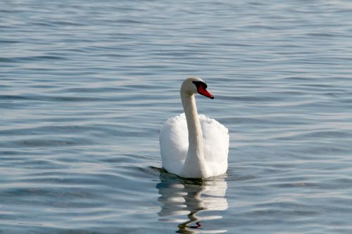 swan lake water