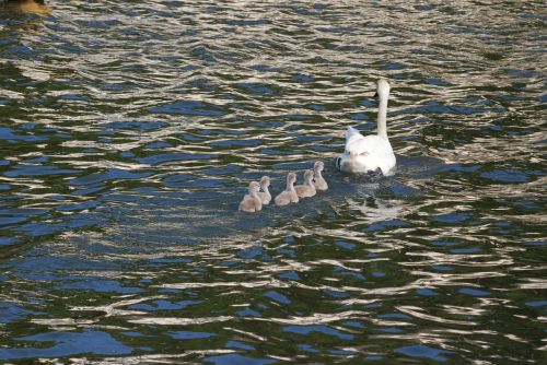 swan cygnets waterfowl