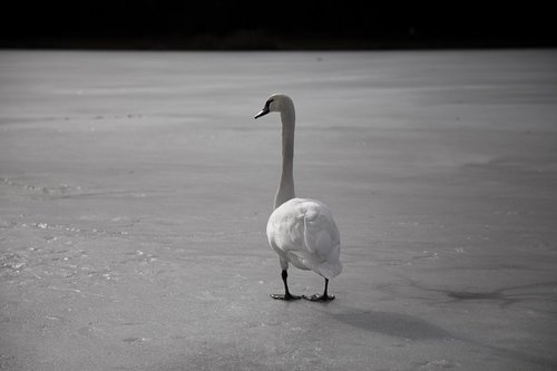 swan  lake  ice