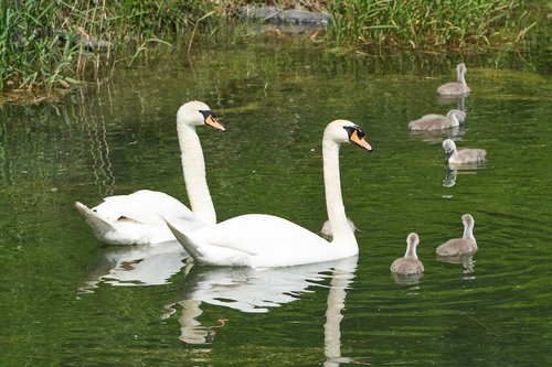 swan  family  young animals