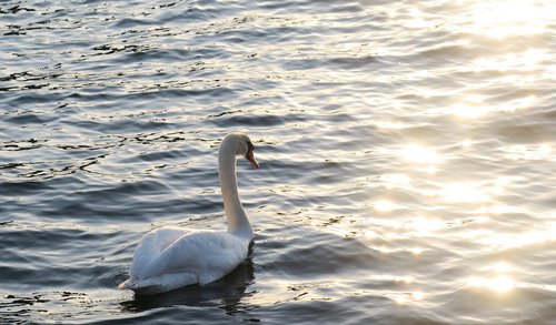 swan  water bird  nature