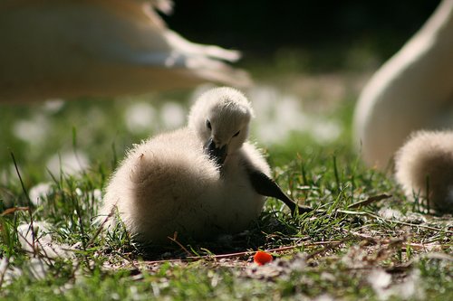 swan  swans  bird