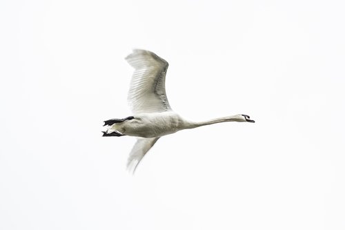 swan  bird  air
