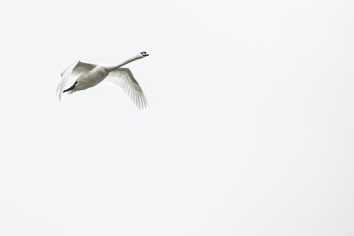 swan  bird  swans