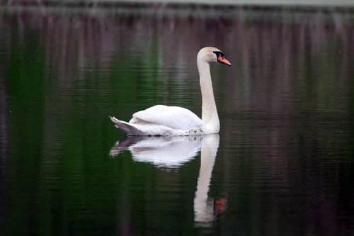 swan  bird  animal