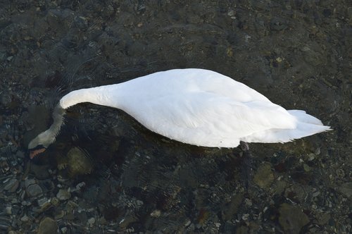 swan  immersed  water