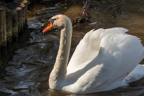 swan  bird  animals