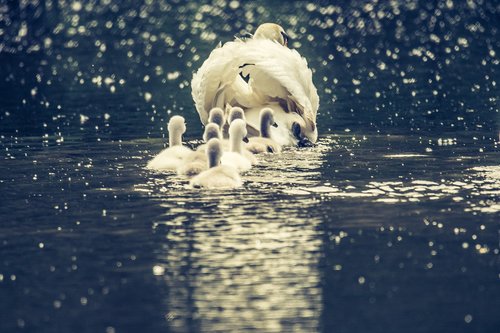 swan  swans  white swan