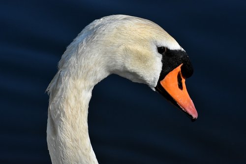 swan  elegant  noble