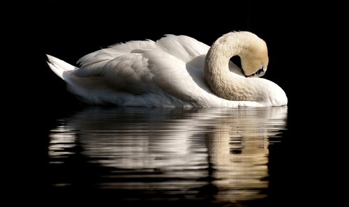 swan  feather  plumage