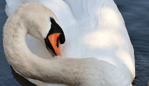 swan  feather  plumage