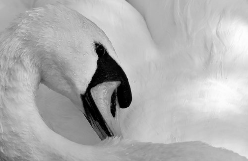 swan  feather  plumage