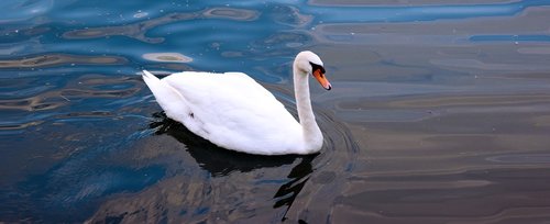 swan  lake  water