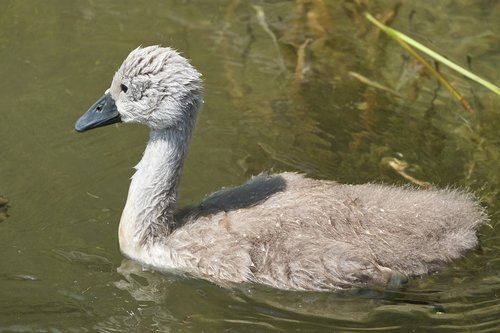 swan  chicken  water bird