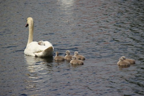 swan  swans  water bird