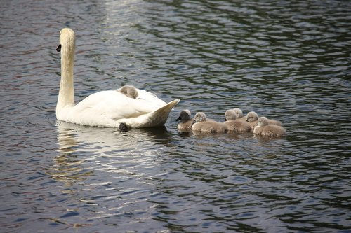 swan  swans  water bird