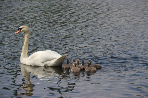 swan  swans  water bird