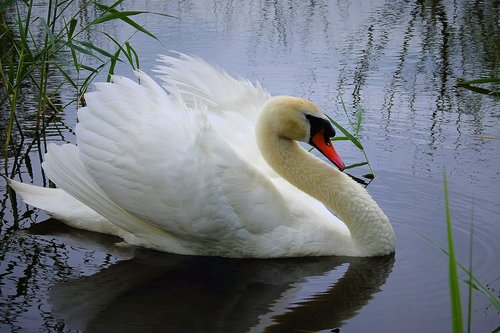 swan  water bird  lake