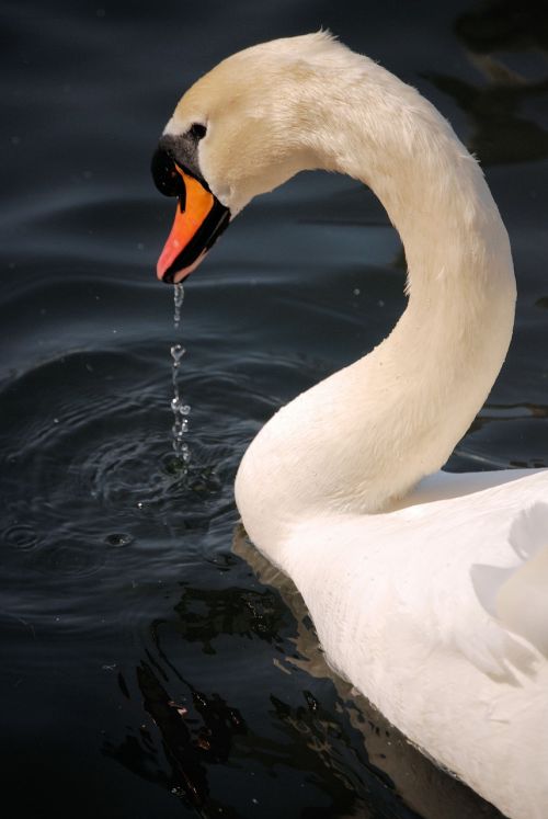 swan waterfowl water