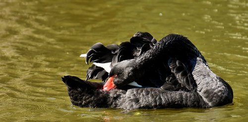 swan  black  water bird