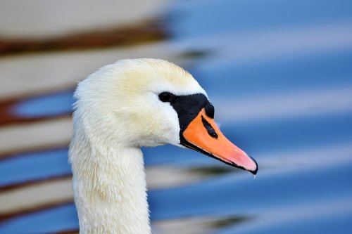 swan  water bird  bill