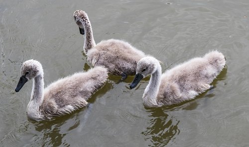 swan  swans  young animals