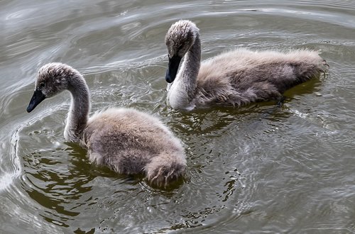 swan  swans  young animals