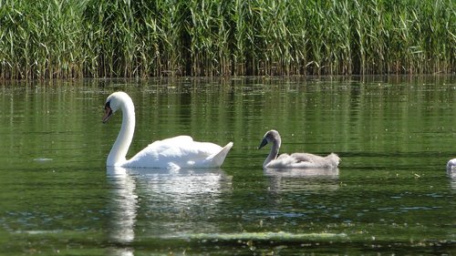 swan  young swans  young swan